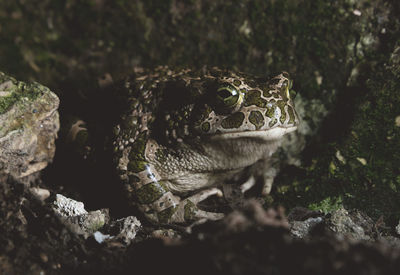 Close-up of lizard on rock