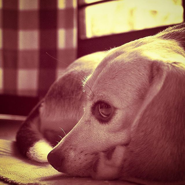 animal themes, domestic animals, one animal, dog, mammal, indoors, pets, animal head, close-up, relaxation, animal body part, focus on foreground, resting, no people, home interior, zoology, portrait, looking away, loyalty, lying down