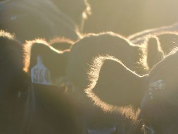 Close-up of heart shape