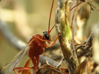 Close-up of insect on plant