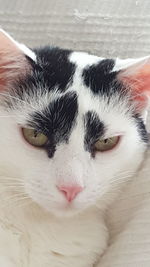 Close-up portrait of cat