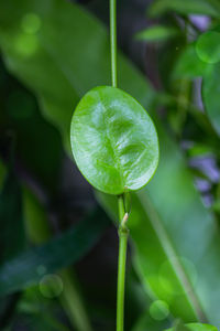 Close-up of dew on plant