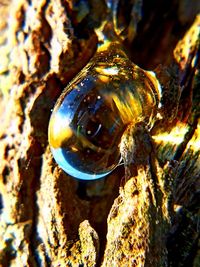 Close-up of snail on rock