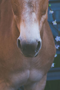 Close-up portrait of horse