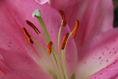 Close-up of pink lily