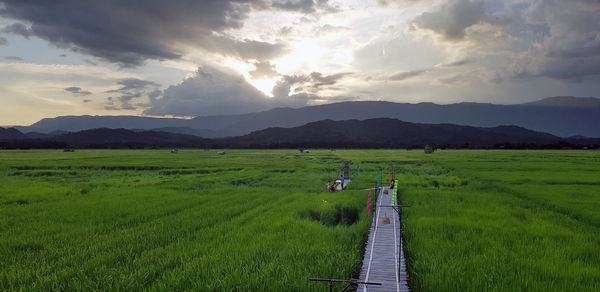 Scenic view of agricultural field against sky