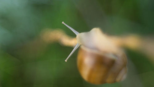 Close-up of snail on leaf