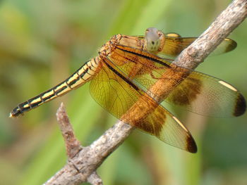 Close-up of dragonfly on branch