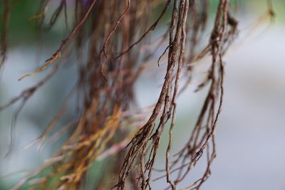 Close-up of dry plant