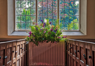 Plants by window at home