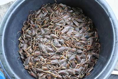 High angle view of fish for sale