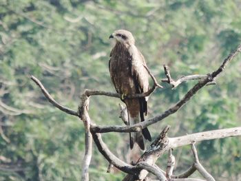 Bird perching on branch