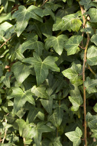 Full frame shot of fresh green leaves