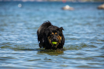 Close-up of a dog in the water