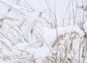 Close-up of frozen plants on field