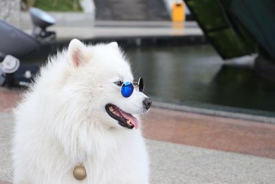 Close-up of a dog looking away