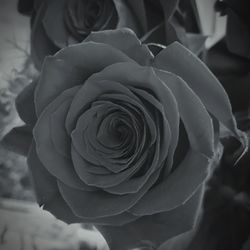 Close-up of rose blooming outdoors