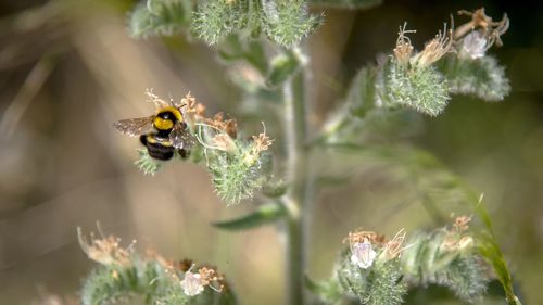 Close-up of bee pollinating on flower