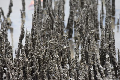 Close-up of tree trunk during winter