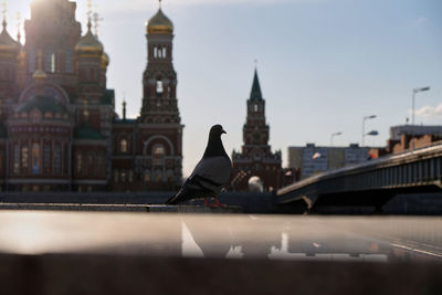 Dove against church