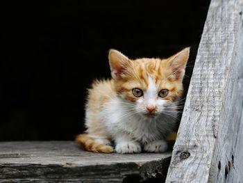 Portrait of cat on wood