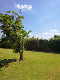 Trees in park against sky