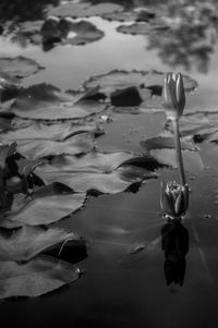 Plants in water