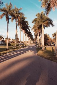 Road by palm trees against sky in city