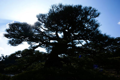 Low angle view of silhouette tree against sky