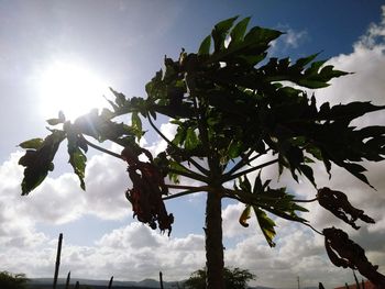 Low angle view of tree against sky