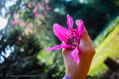 Close-up of hand holding pink rose