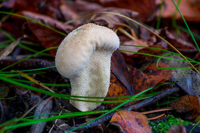 Close-up of mushroom growing on field