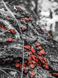 Close-up of red berries on rock