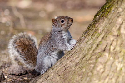 Close-up of squirrel on tree trunk