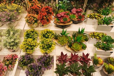 High angle view of potted plants for sale in market