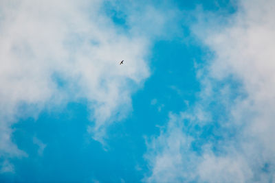 Low angle view of bird flying in sky