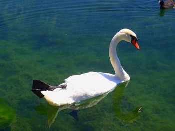 High angle view of swan swimming in lake