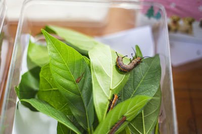 Close-up of insect on leaves