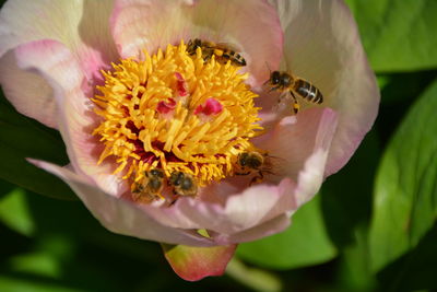 Close-up of honey bees on flower