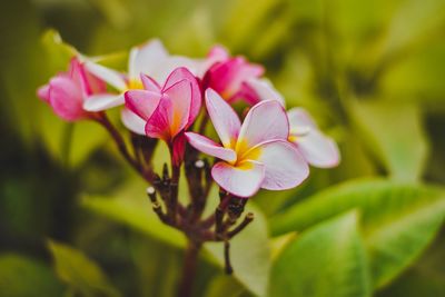 Close-up of pink flowering plant