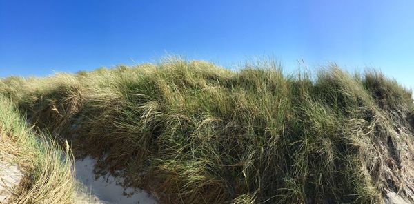 Plants growing on field against clear blue sky