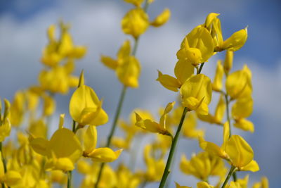 Close-up of yellow flowering plant against sky