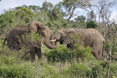 Two elephants in the wild