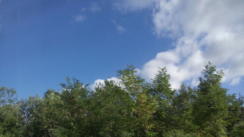 Low angle view of trees against sky