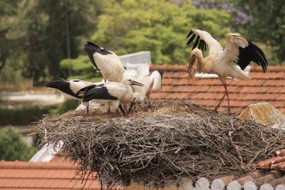 Flock of birds in nest