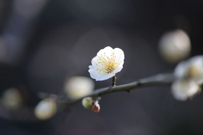 Close-up of white flowers on branch