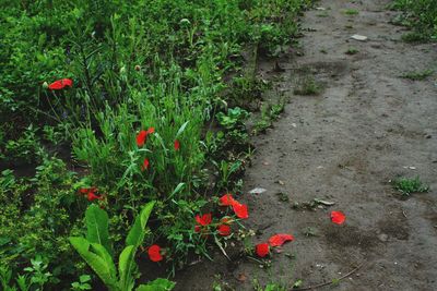 Red flowers growing on plant