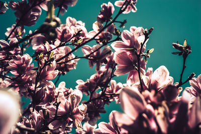 Close-up of pink cherry blossoms