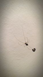 Close-up of insect on wall