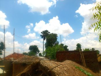 Trees against cloudy sky